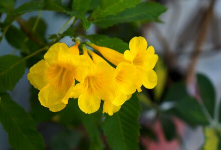 Yellow flowers yellow natural