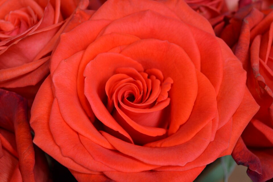 Decorative nature present