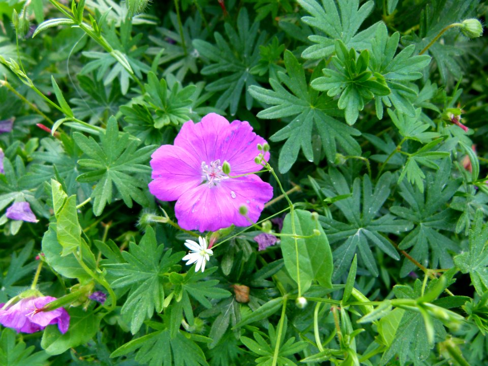 Geranium sanguineum Paris