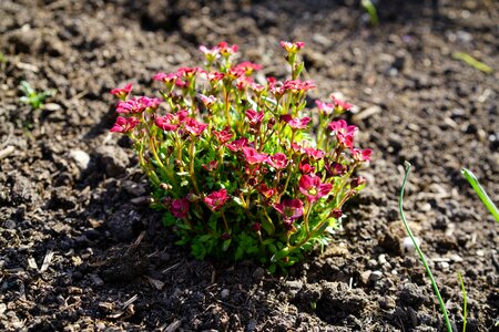 Bloom plant gemsheide