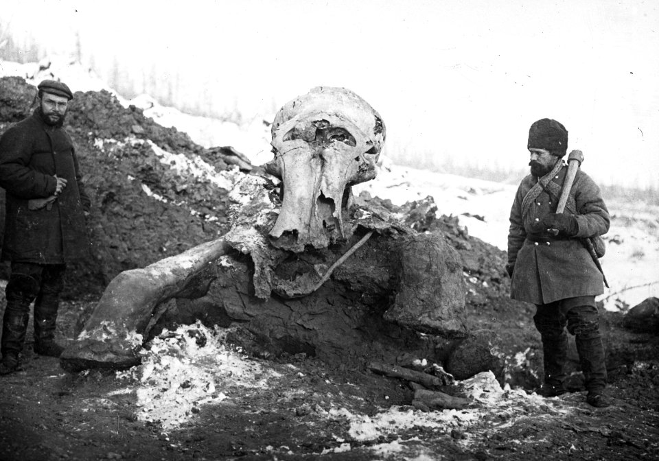 Geologie, vondsten, beresowka, mammoet, Siberië, Bestanddeelnr 193-0356