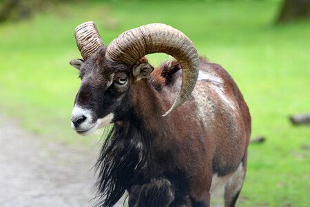 Animal horns livestock photo