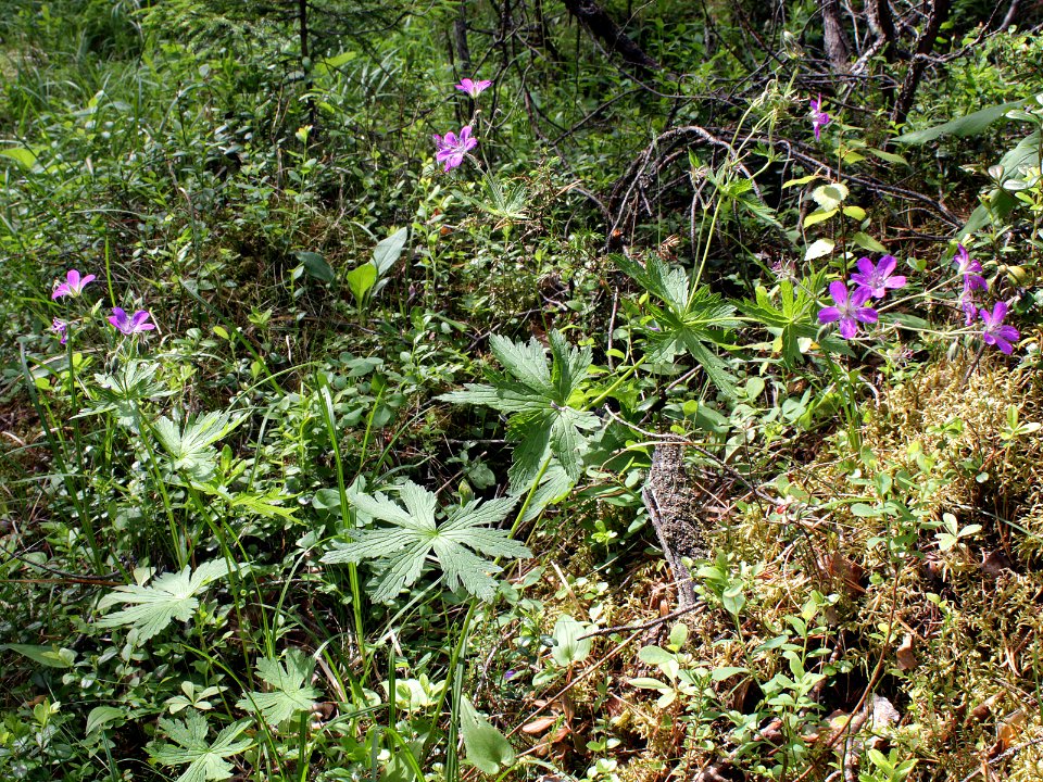 Geranium sylvaticum Kiiminki, Finland 16.06.2013