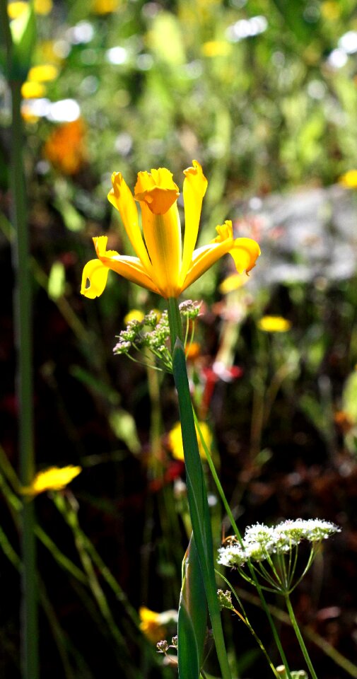 Flower spain monfrague park