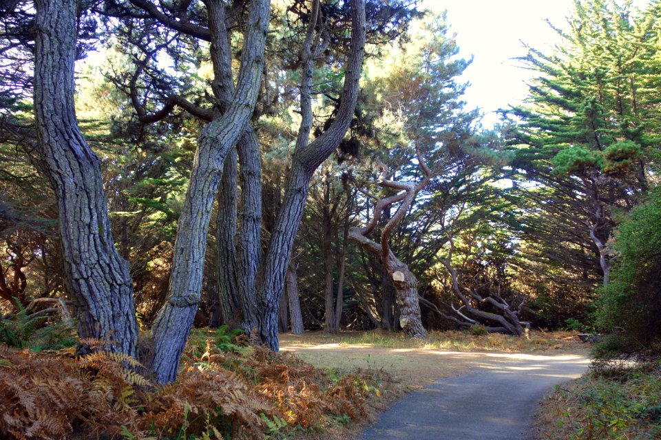 Forest - Mendocino Coast Botanical Gardens - DSC02111