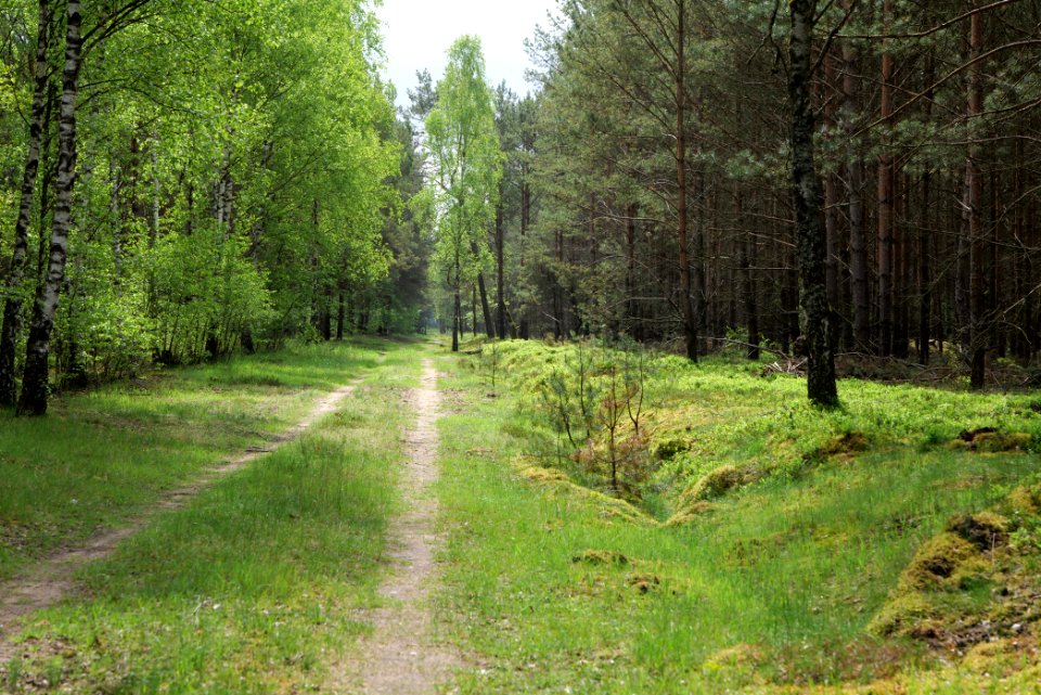 Forest Himmelpfort 2021-05-29 68