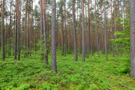 Forest Himmelpfort 2021-05-29 53