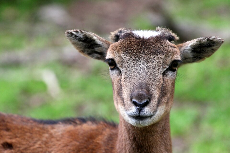 Forest nature red deer photo