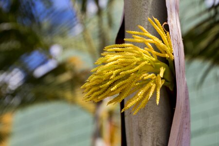 Seed tree silvestre