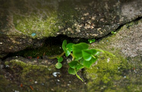 Tubers moss life