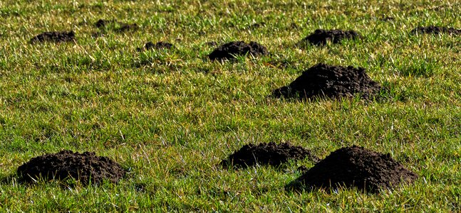 Molehill nature pile