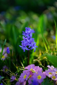 Bloom blue violet