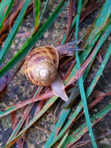 Snails grass landscape