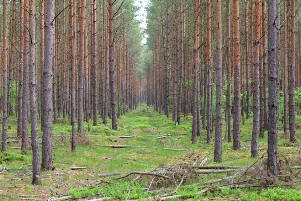 Forest Himmelpfort 2021-05-29 75