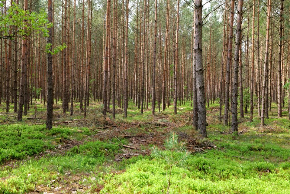 Forest Himmelpfort 2021-05-29 61