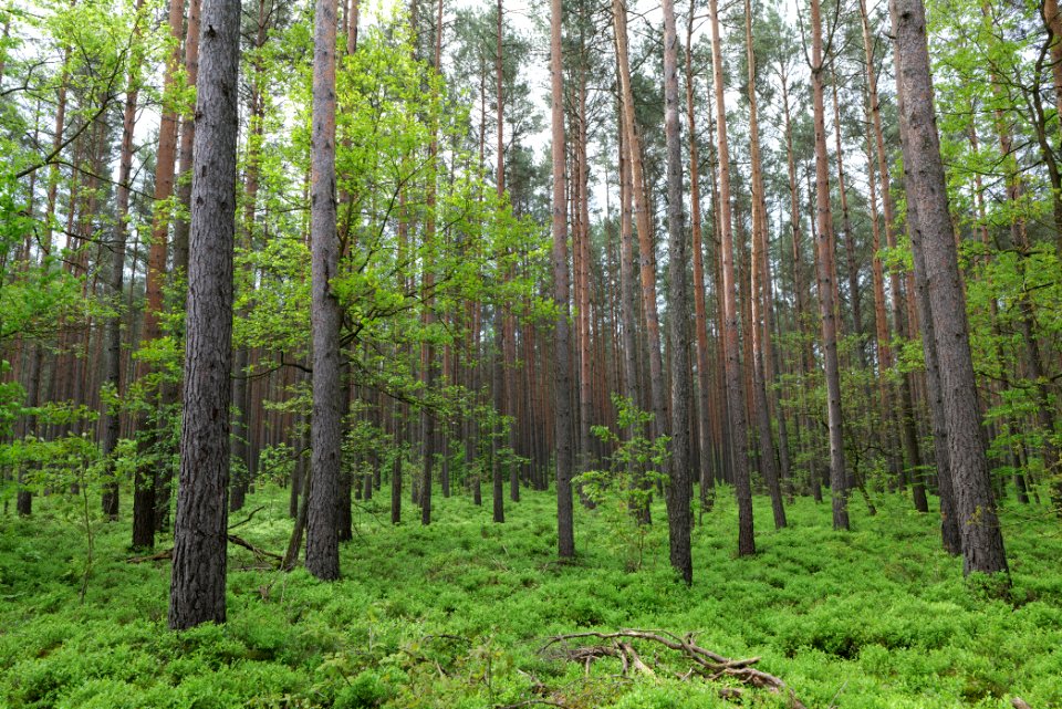 Forest Himmelpfort 2021-05-29 39