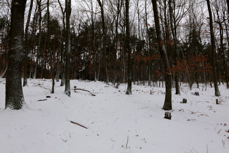 Forest around Wietkiekenberg Ferch with snow 2021-02-07 79