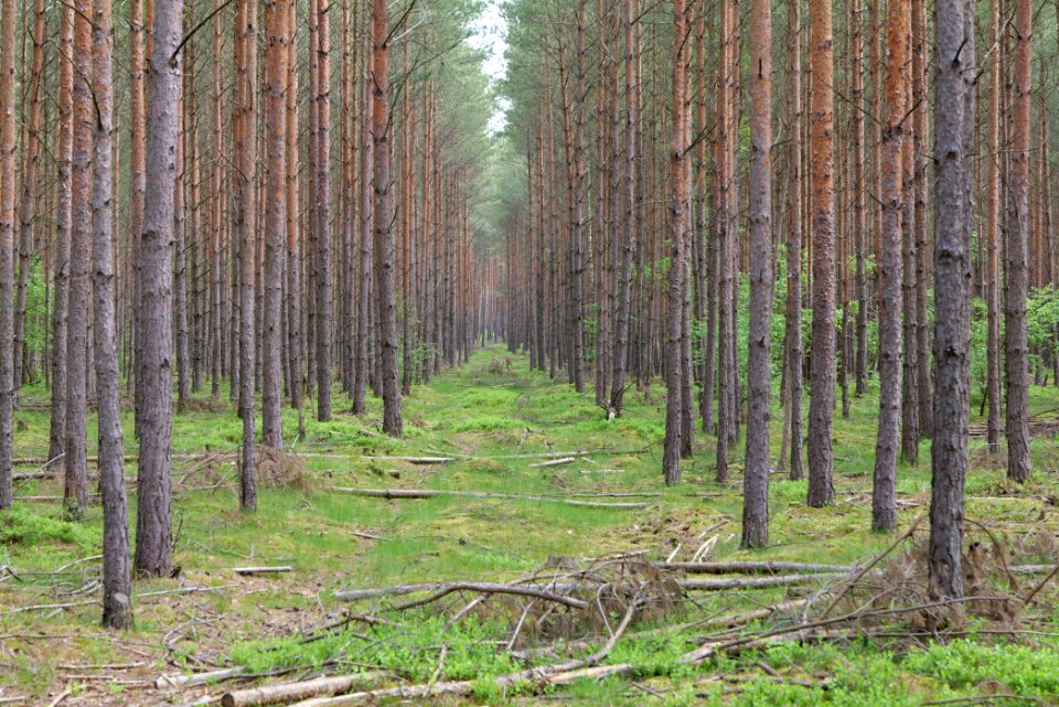 Forest Himmelpfort 2021-05-29 74