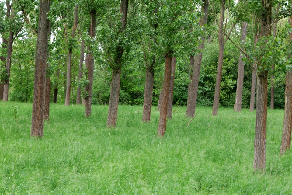Forest in Fehrbellin 2020-05-15 04