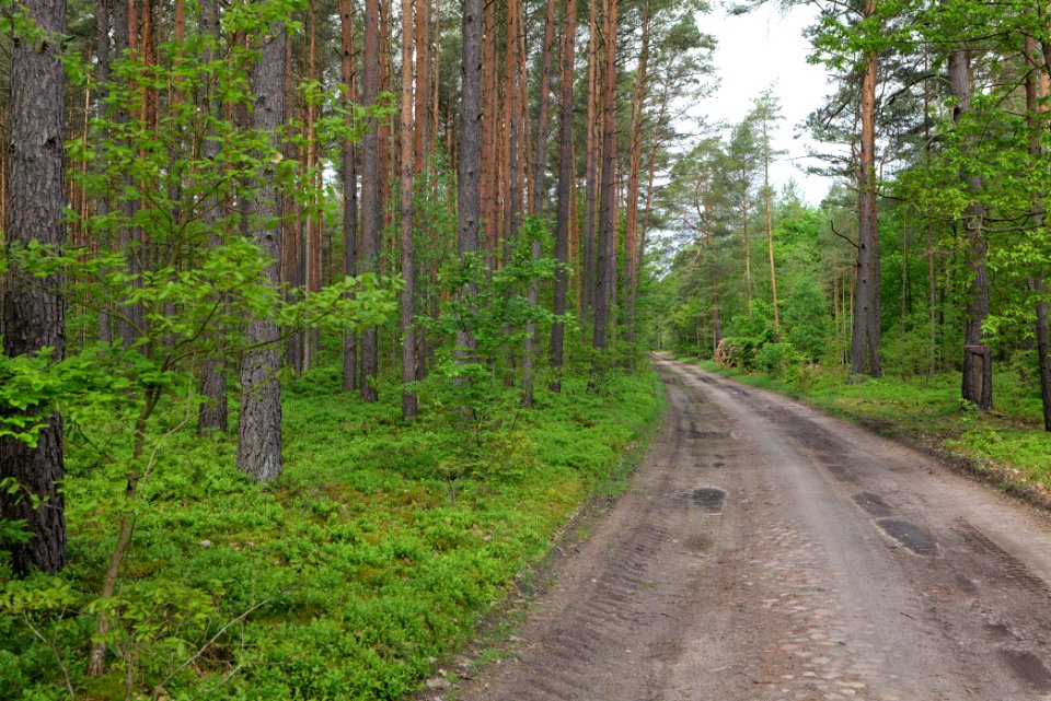 Forest Himmelpfort 2021-05-29 51