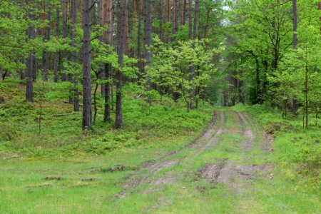 Forest Himmelpfort 2021-05-29 23