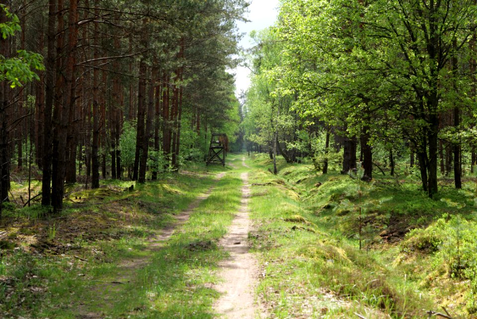 Forest Himmelpfort 2021-05-29 65