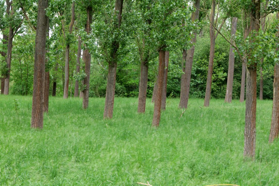 Forest in Fehrbellin 2020-05-15 03