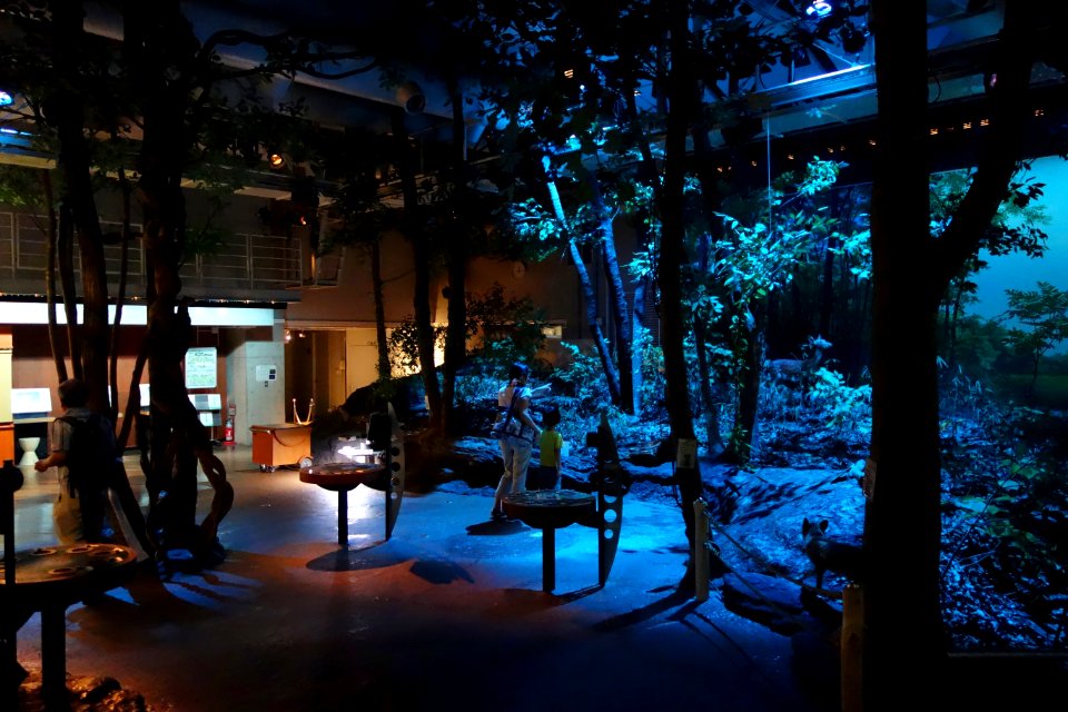 Forest - National Museum of Nature and Science, Tokyo - DSC07266