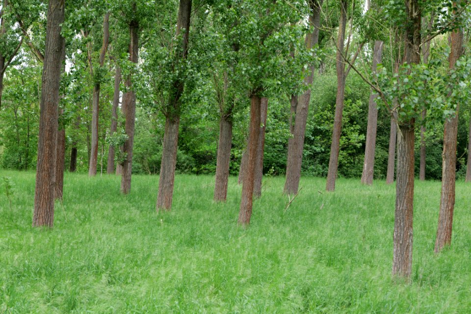 Forest in Fehrbellin 2020-05-15 05