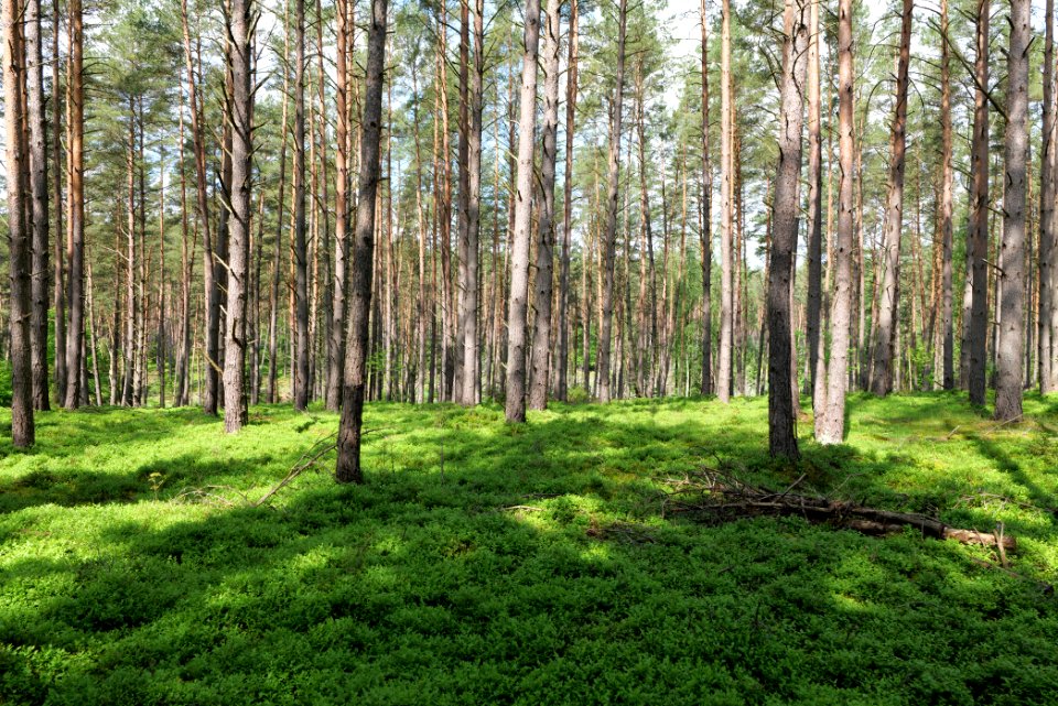 Forest in Densow 2021-05-29 14
