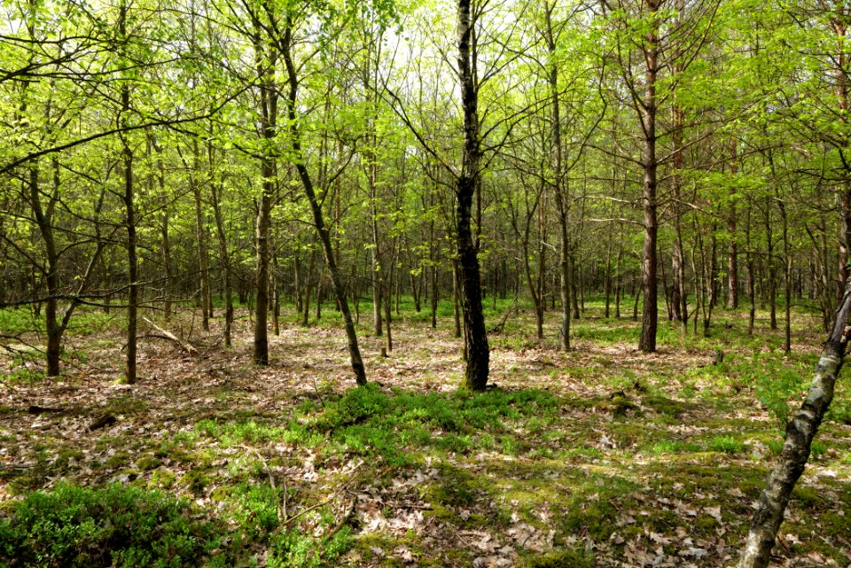 Forest Himmelpfort 2021-05-29 79