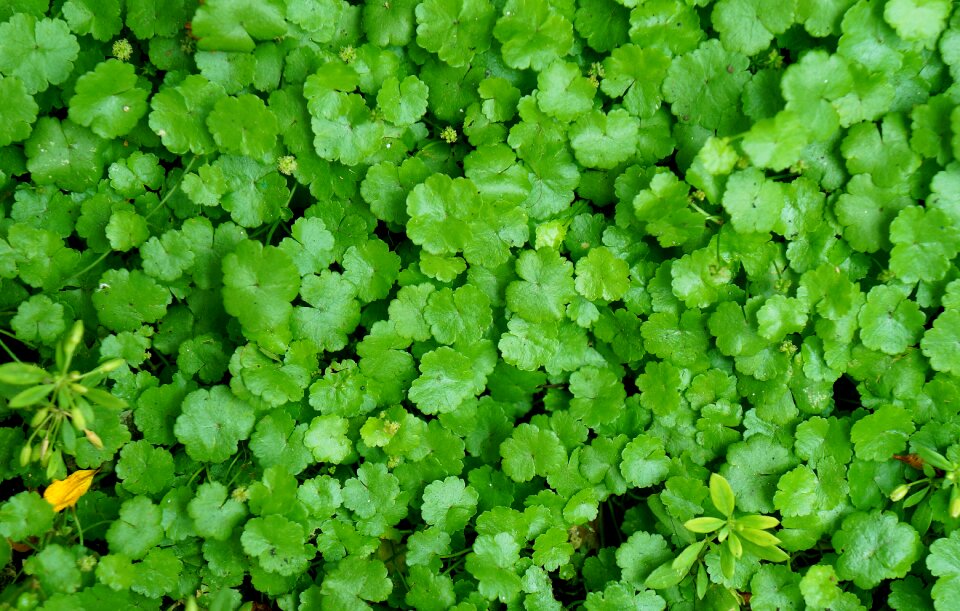 Green green leaf outdoor