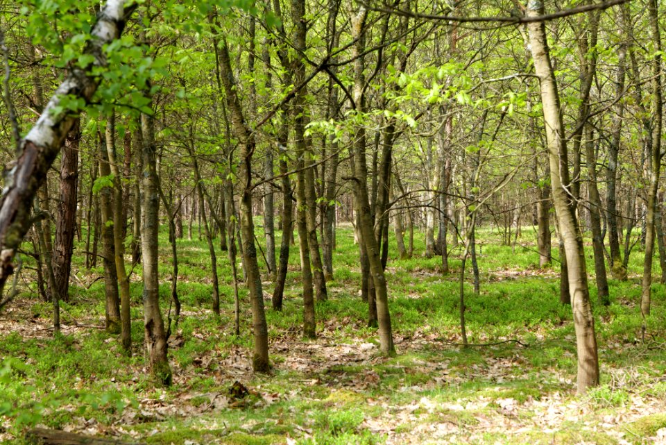 Forest Himmelpfort 2021-05-29 81
