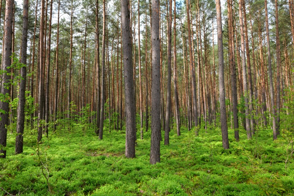 Forest Himmelpfort 2021-05-29 44