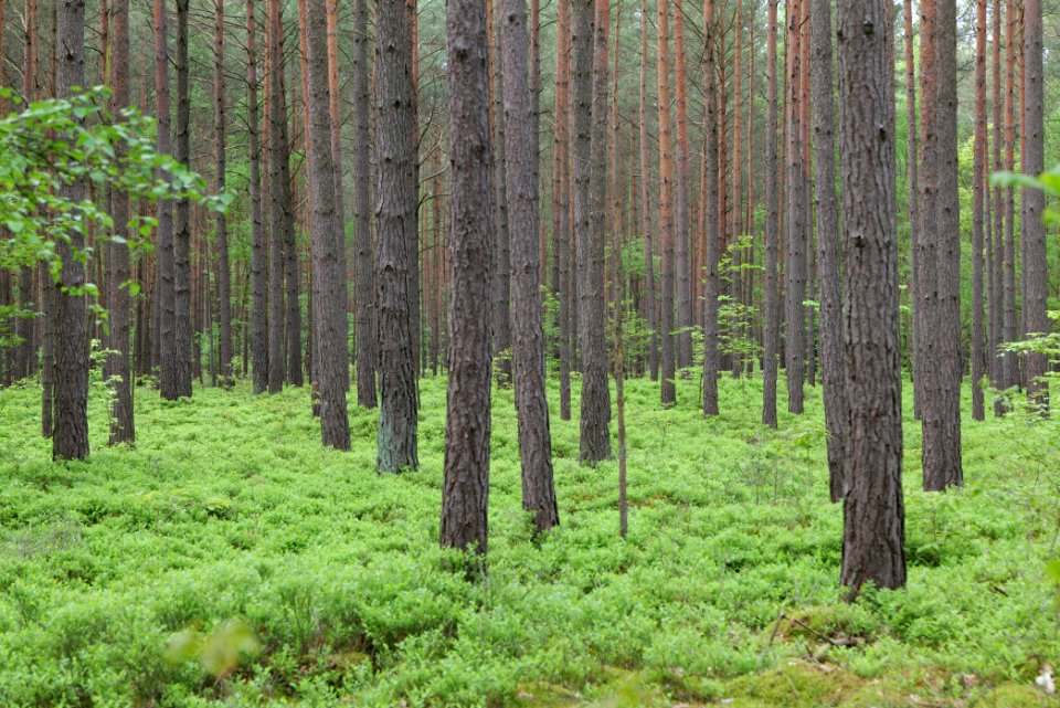 Forest Himmelpfort 2021-05-29 26