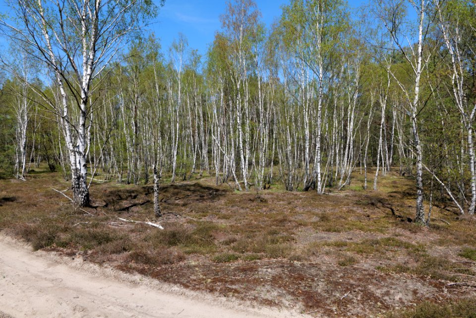 Forest in Lindenbrück 2021-05-09 17