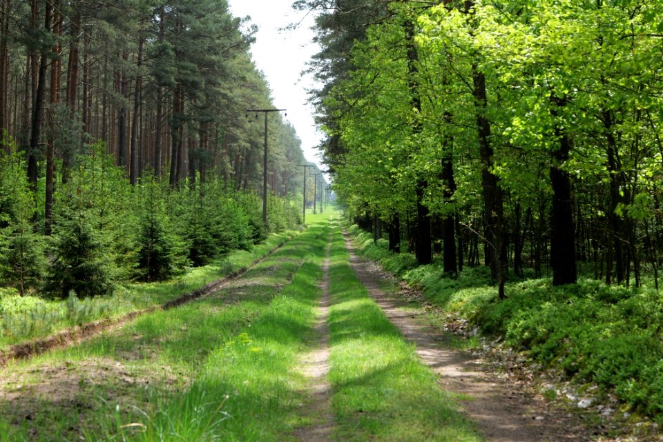 Forest in Densow 2021-05-29 20