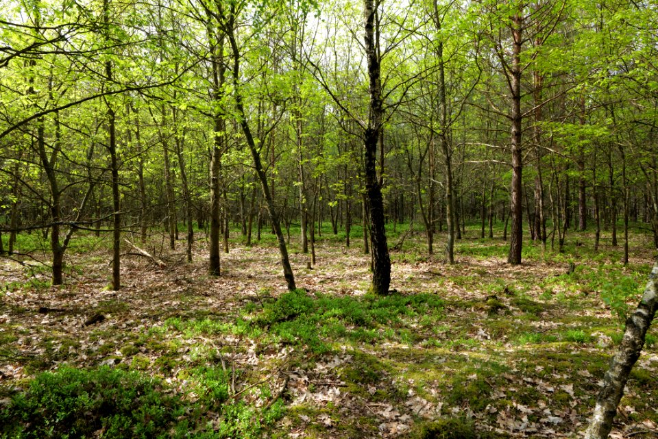 Forest Himmelpfort 2021-05-29 77