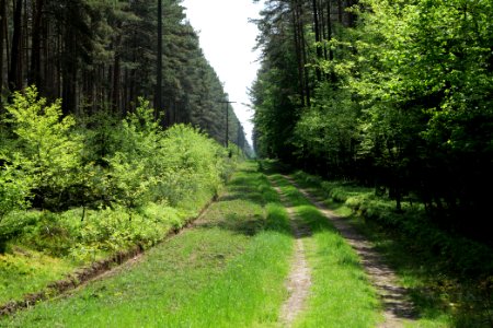 Forest in Densow 2021-05-29 02