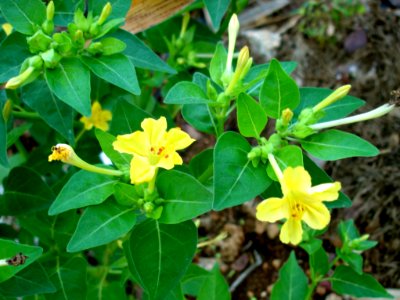 Four o'clock (Mirabilis jalapa) yellow-flowered