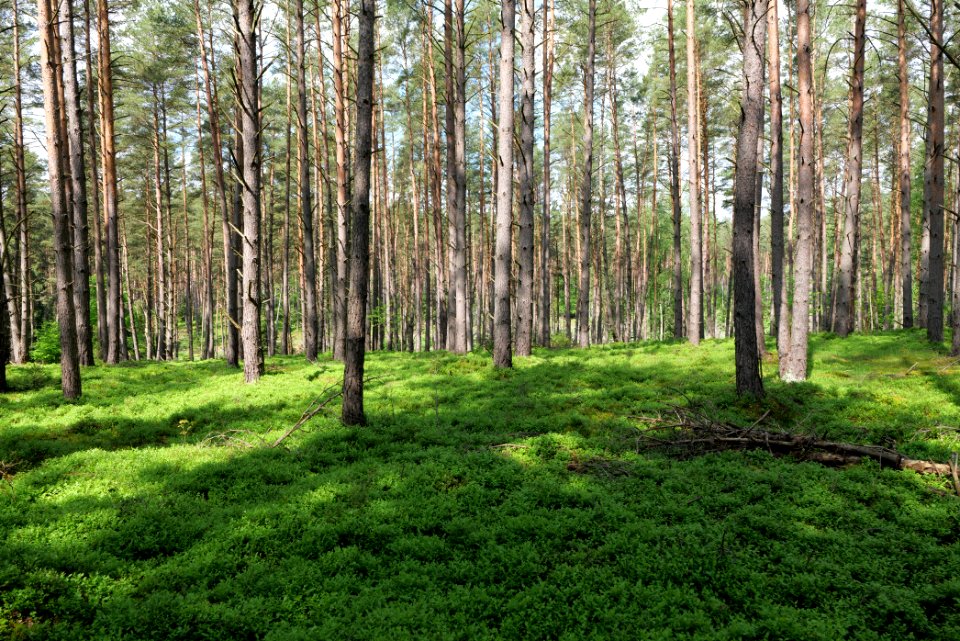 Forest in Densow 2021-05-29 13