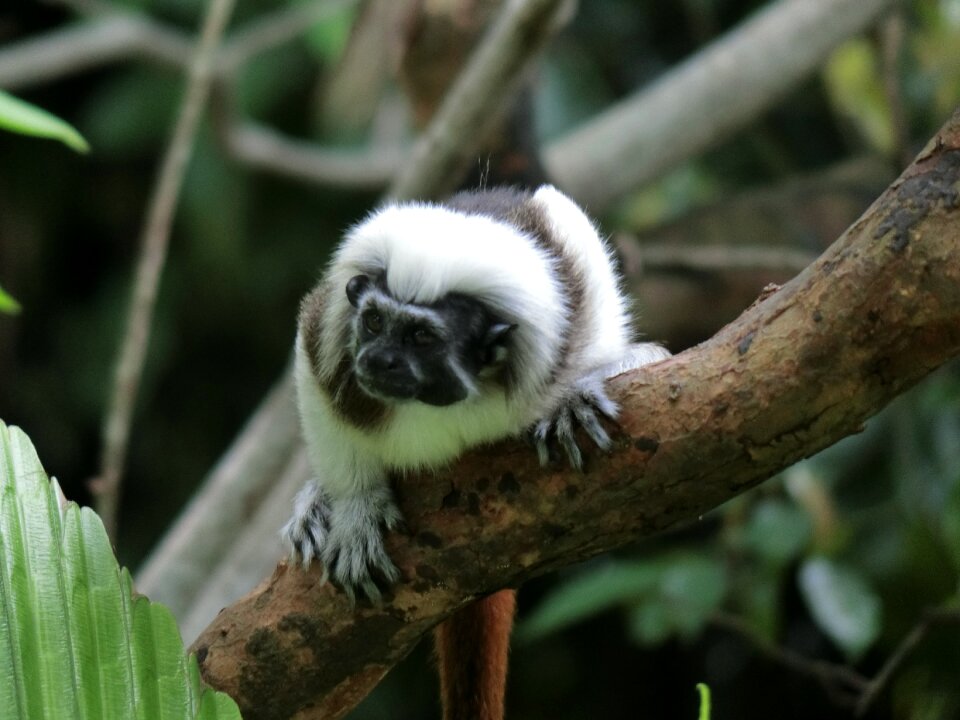 Monkey animals zoo