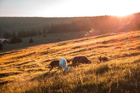 Mountain landscape nature photo