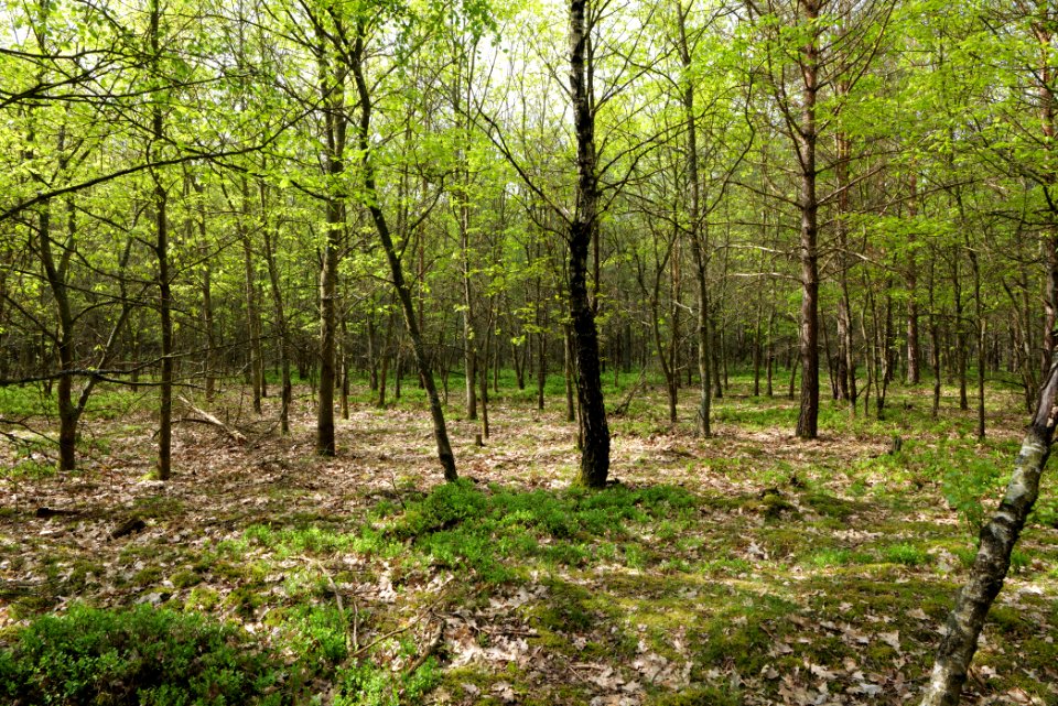 Forest Himmelpfort 2021-05-29 78