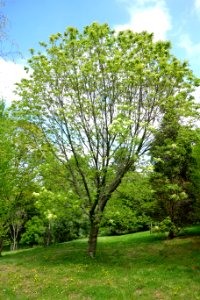 Fraxinus ornus - Morris Arboretum - DSC00379