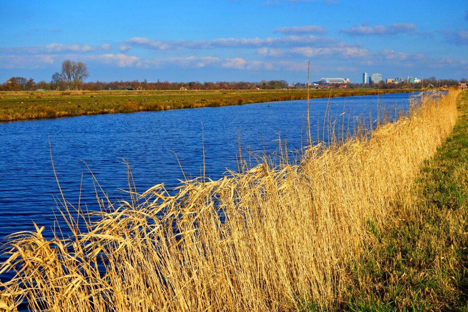 Reed vegetation shore vegetation photo