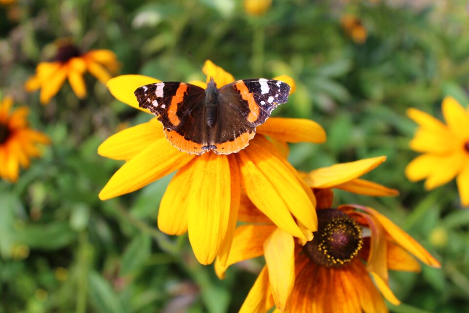 Garden yellow flower butterfly