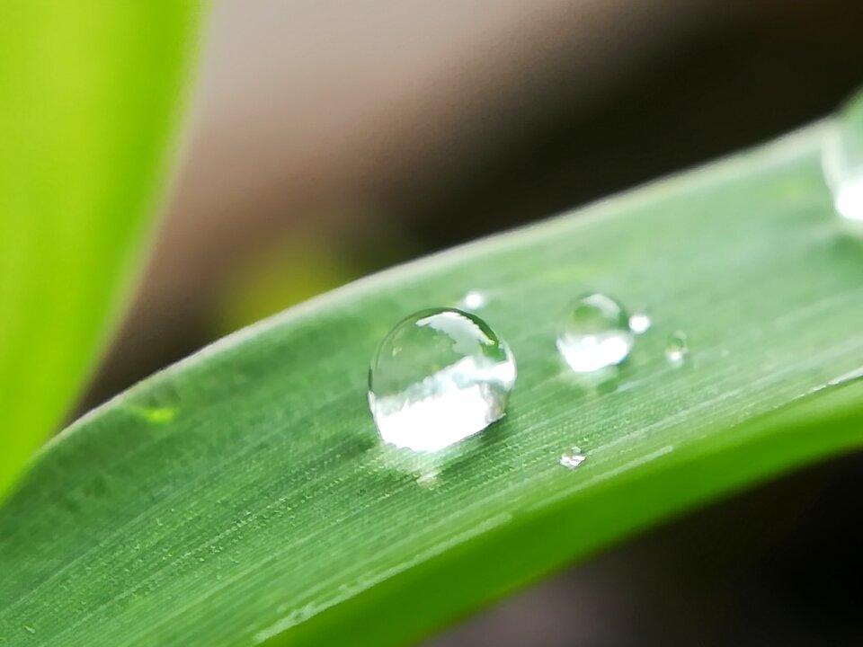 Drops water water rain autumn leaves