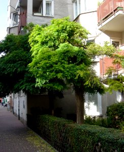 Frankfurt-Bockenheim Schanzenbach-Gelände 27