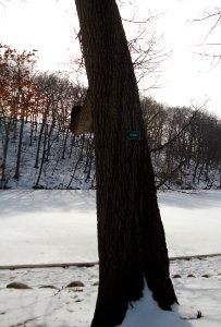 Echo Lake Park NJ Black Oak tree and frozen lake photo